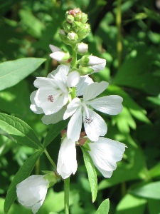 Sidalcea candida